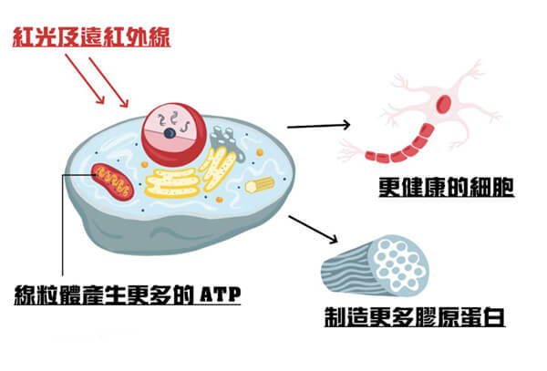 紅光治療的原理，線粒體產生更多健康細胞